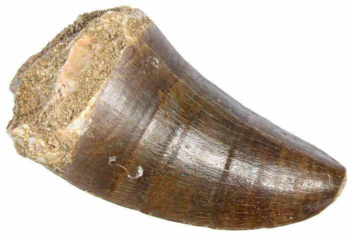 Fossil Mosasaur (Hainosaurus?) Tooth - Morocco #364147
